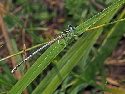 Agrion blanchâtre Platycnemis latipes Rambur, 1842