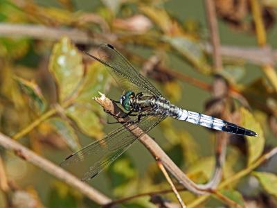 Orthétrum à stylets blancs (L') Orthetrum albistylum (Selys, 1848)