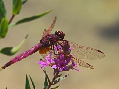 Trithémis annelé (Le) Trithemis annulata (Palisot de Beauvois, 1807)