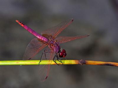 Trithémis annelé (Le) Trithemis annulata (Palisot de Beauvois, 1807)