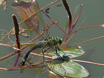 Anax empereur (L') Anax imperator Leach, 1815