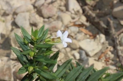 Gratiole officinale, Herbe au pauvre homme Gratiola officinalis L., 1753
