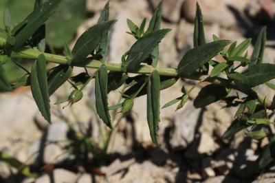 Gratiole officinale, Herbe au pauvre homme Gratiola officinalis L., 1753