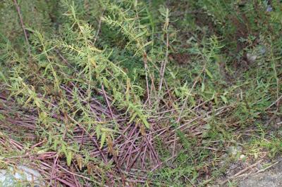 Gratiole officinale, Herbe au pauvre homme Gratiola officinalis L., 1753