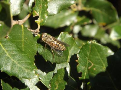  Tabanus glaucopis Meigen, 1820
