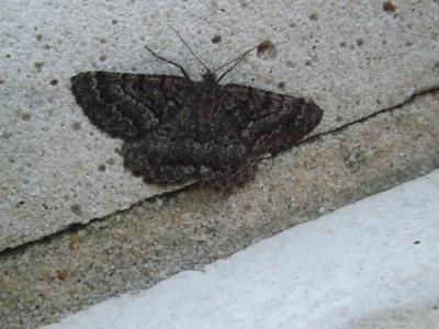 Géomètres [n. f.], Phalènes Geometridae Leach, 1815
