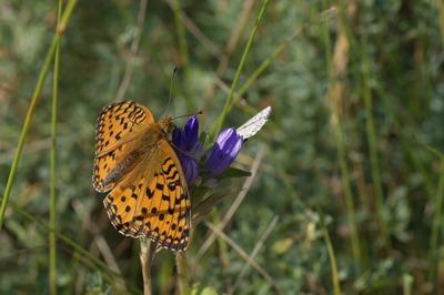 Grand Nacré (Le), Aglaé (L'), Moyen-Nacré (Le) Speyeria aglaja (Linnaeus, 1758)