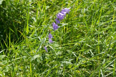Campanule fausse-raiponce Campanula rapunculoides L., 1753