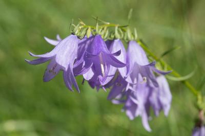 Campanule fausse-raiponce Campanula rapunculoides L., 1753