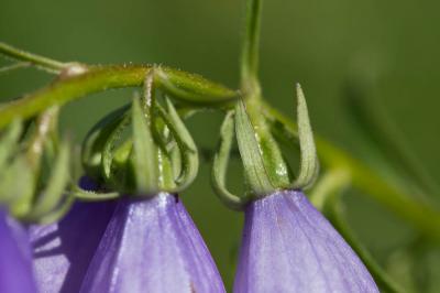 Campanule fausse-raiponce Campanula rapunculoides L., 1753