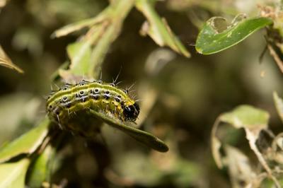 Pyrale du buis Cydalima perspectalis (Walker, 1859)