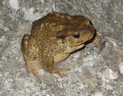 Crapaud commun (Le) Bufo bufo (Linnaeus, 1758)