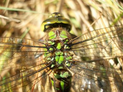 Aeschne bleue (L') Aeshna cyanea (O.F. Müller, 1764)