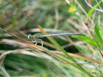 Agrion blanchâtre Platycnemis latipes Rambur, 1842