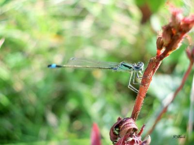 Agrion élégant Ischnura elegans (Vander Linden, 1820)