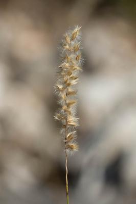 Mélique ciliée Melica ciliata subsp. ciliata L., 1753