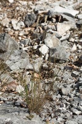 Mélique ciliée Melica ciliata subsp. ciliata L., 1753