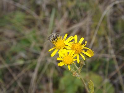  Eristalis Latreille, 1804