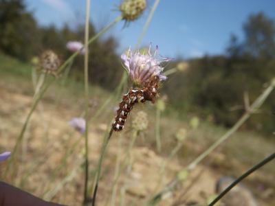 Noctuelle de la Patience (La) Acronicta rumicis (Linnaeus, 1758)