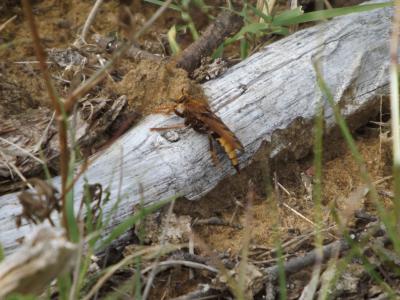 Asile frelon, Asilide frelon Asilus crabroniformis Linnaeus, 1758