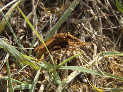 Asile frelon, Asilide frelon Asilus crabroniformis Linnaeus, 1758