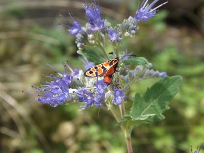 Zygène de la Petite coronille (La) Zygaena fausta (Linnaeus, 1767)