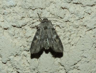 Xyline brouillée (La) Scotochrosta pulla (Denis & Schiffermüller, 1775)