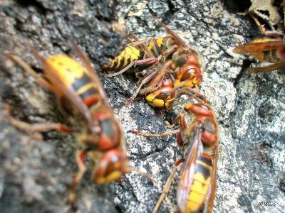 Frelon d'Europe, Frelon, Guichard Vespa crabro Linnaeus, 1758