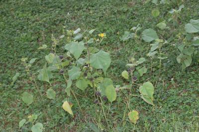 Abutilon d'Avicenne, Abutilon à pétales jaunes, Ab Abutilon theophrasti Medik., 1787