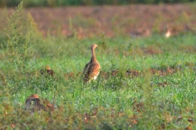 Outarde canepetière Tetrax tetrax (Linnaeus, 1758)