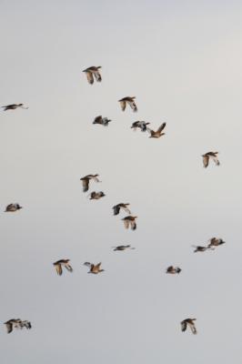 Outarde canepetière Tetrax tetrax (Linnaeus, 1758)