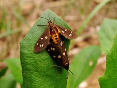 Ménagère (La) Dysauxes punctata (Fabricius, 1781)