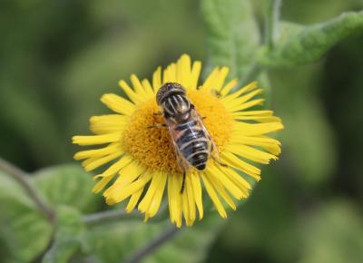  Eristalinus megacephalus (Rossi, 1794)