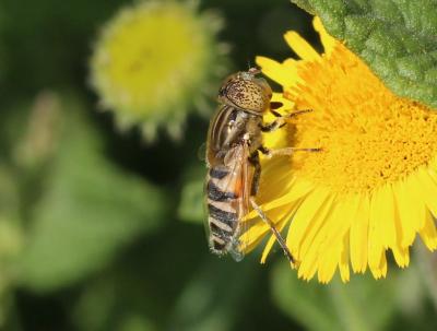  Eristalinus megacephalus (Rossi, 1794)