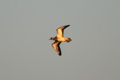 Oedicnème criard Burhinus oedicnemus (Linnaeus, 1758)