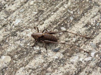 Decticelle marocaine Thyreonotus corsicus (Rambur, 1838)