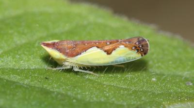  Platymetopius 