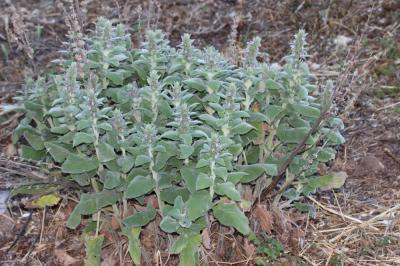 Sauge molle Stachys germanica subsp. germanica L., 1753