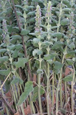 Sauge molle Stachys germanica subsp. germanica L., 1753