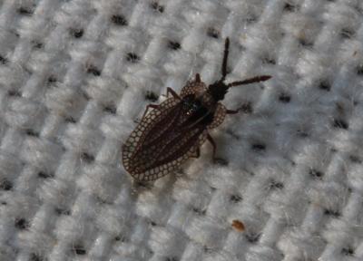  Kalama tricornis (Schrank, 1801)