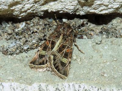 Noctuelle marquetée (La) Leucochlaena oditis (Hübner, 1822)