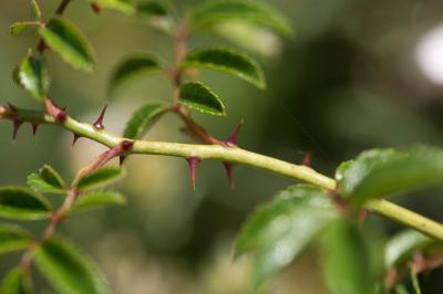 Rosier toujours vert, Rosier de tous les mois Rosa sempervirens L., 1753