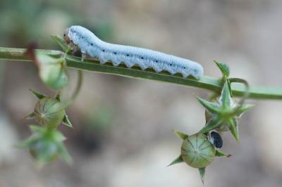  Monostegia abdominalis (Fabricius, 1798)