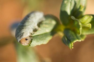  Monostegia abdominalis (Fabricius, 1798)