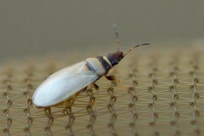  Oxycarenus pallens (Herrich-Schäffer, 1850)