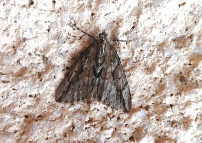 Corythée du Cyprès (La) Thera cupressata (Geyer, 1831)