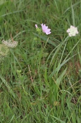 Mauve musquée Malva moschata L., 1753