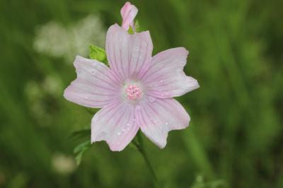 Mauve musquée Malva moschata L., 1753