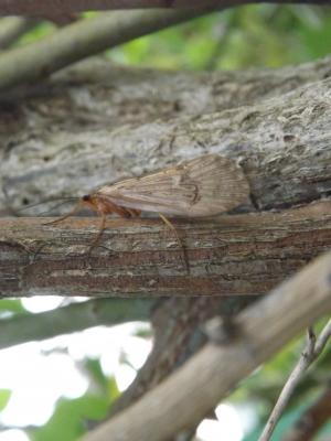  Halesus Stephens, 1837