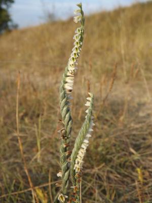 Spiranthe d'automne, Spiranthe spiralée Spiranthes spiralis (L.) Chevall., 1827